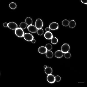 Photo of Saccharomyces cerevisiae M3836 v1.0