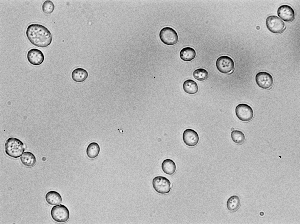 Saccharomyces cerevisiae at 100X