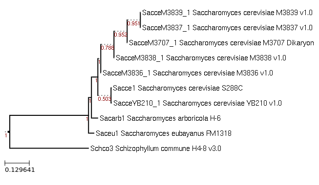 Photo of Saccharomyces eubayanus FM1318