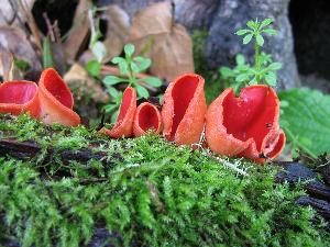 The cup-fungus Sarcoscypha coccinea (Jacq.) Sacc. Photographed in Tomales Bay SP, Heart's Desire Beach woods, Marin CO, CA, USA.  This image was created by user Ryane Snow (snowman) at Mushroom Observer, a source for mycological images. 