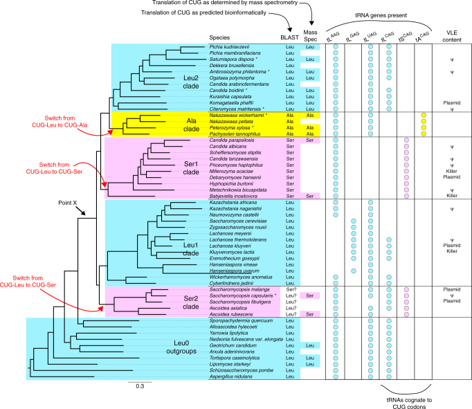 Phylogenetic position of Saturnispora dispora NRRL Y-1447.