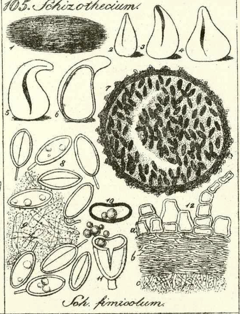 Original description of the genus Schizothecium by Corda. [Source: Corda, A.C.I. (1838). Icones Fungorum Hucusque Cognitorum 2: 1-43. Real Jardín Botánico, <a href="https://bibdigital.rjb.csic.es/idurl/1/11085" target=_new>https://bibdigital.rjb.csic.es/idurl/1/11085</a>]