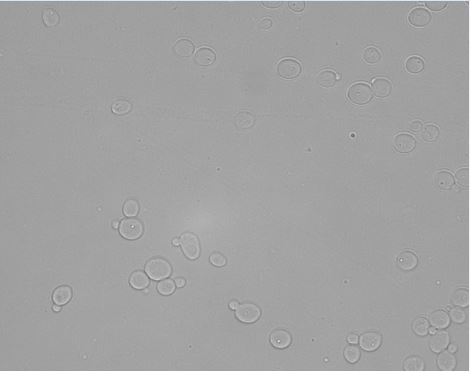 Scheffersomyces lignicola CBS10612T. Image by Katharina de Oliveira Barros.