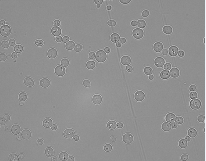 Scheffersomyces segobiensis NRRL Y-11571T. Photo credit: Katharina Barros