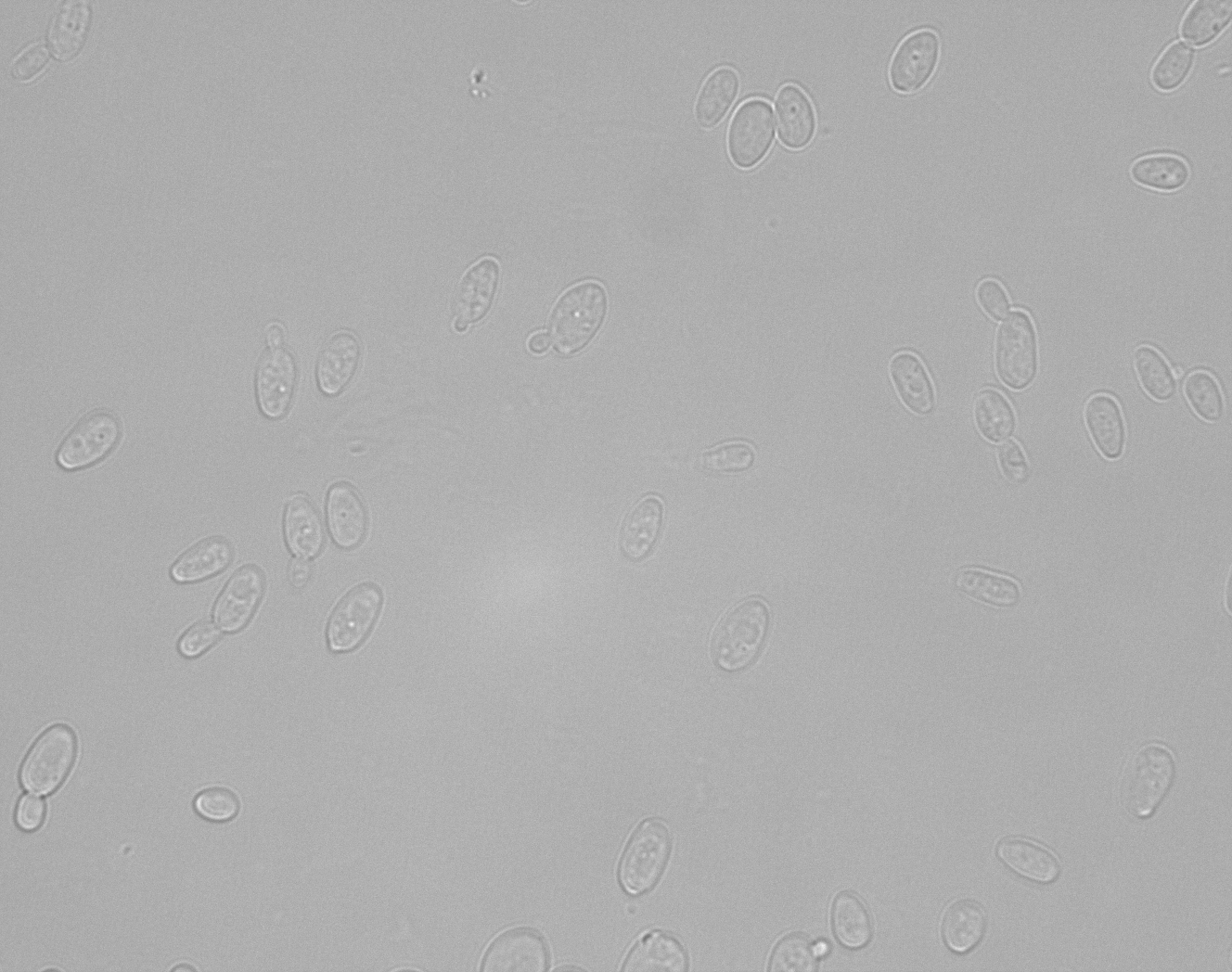 Scheffersomyces virginianus NRRL Y-48822T. Photo credit: Katharina Barros, David Krause, Chris Hittinger 