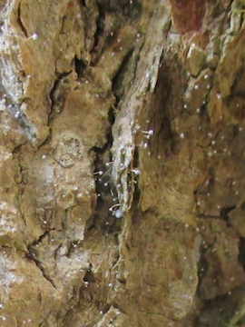 Sclerophora sanguinea