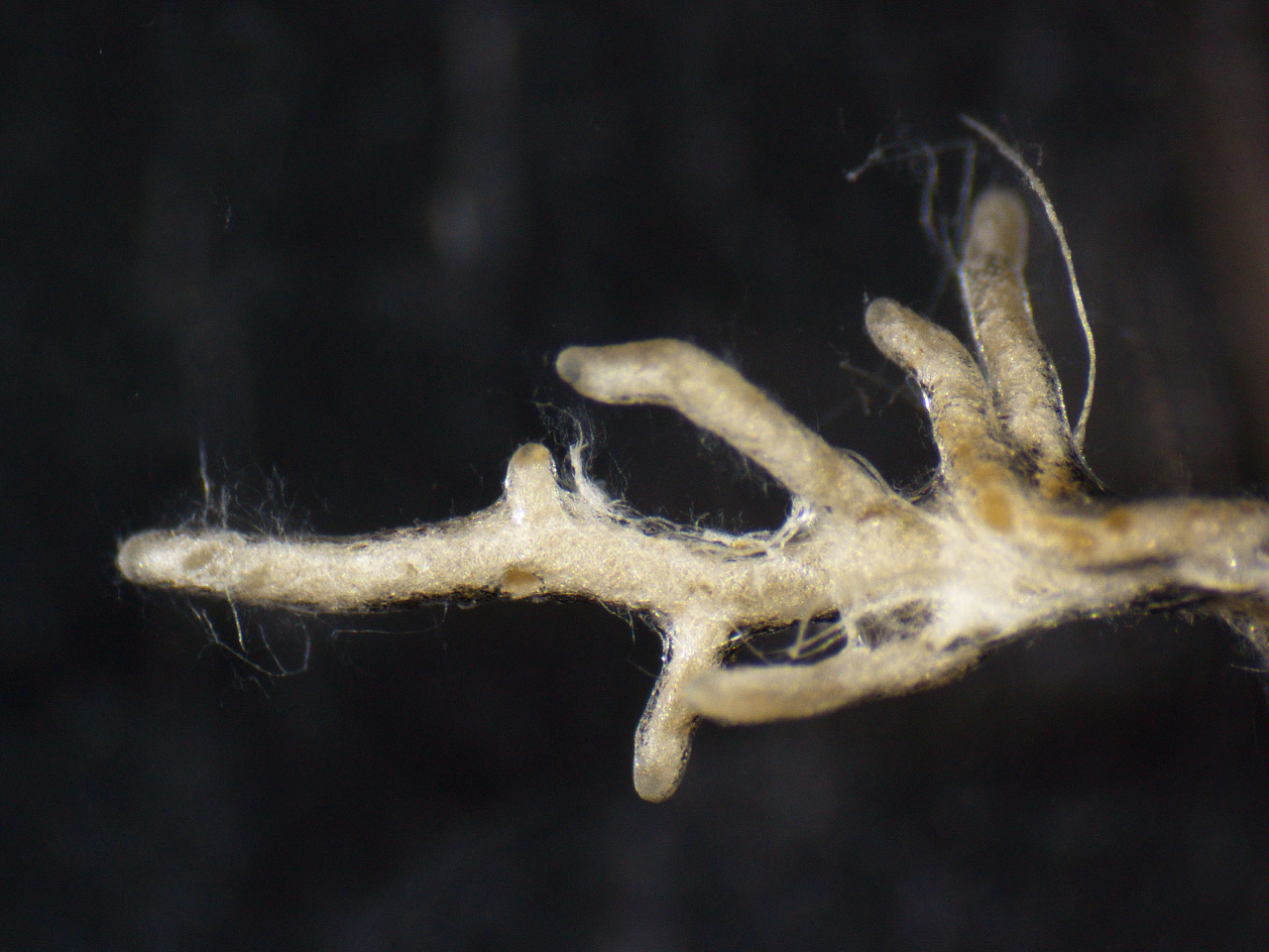 Photo of Scleroderma yunnanense jo. v1.0