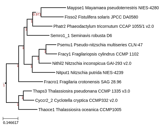 Maximum-Likelihood phylogeny generated by FastTree for Seminavis robusta D6 and other Ochrophyta