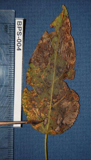 Leaf spots caused by Septoria populicola. Photo credit: Nicole Lecours