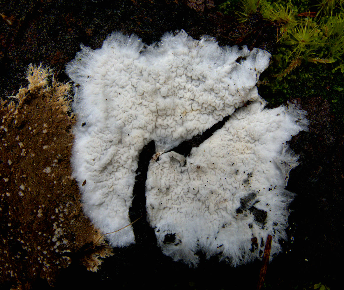 Photo of Serpulomyces borealis OMC1750 v1.0