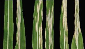 Setosphaeria turcica infecting maize plants