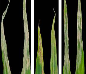 S. turcica symptoms on two susceptible lines of maize (left and right) and a resistant line (middle).