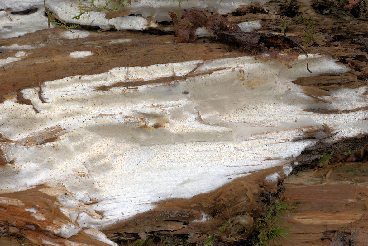 Polypore Sidera vulgaris fruiting on white-rot aspen wood