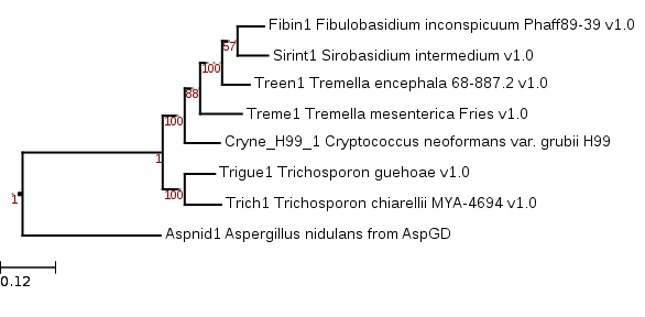 Maximum likelihood phylogenetic tree showing relationship of Sirobasidium intermedium to other Tremellomycetes in Mycocosm.