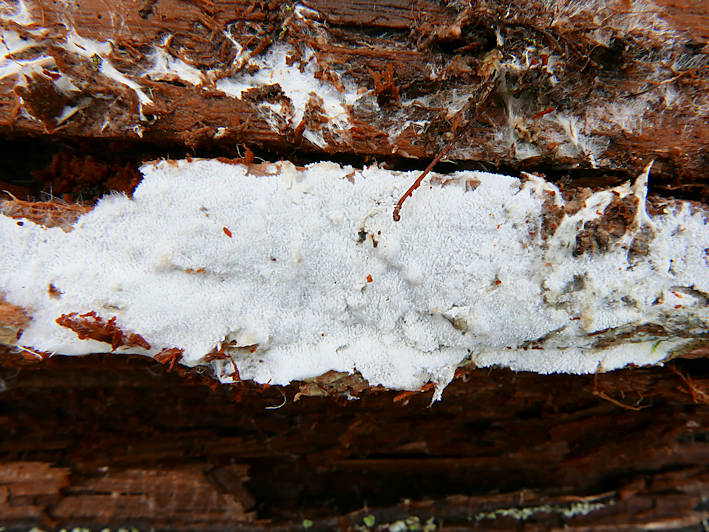 Sistotrema muscicola fruiting body growing on brown-rot pine wood