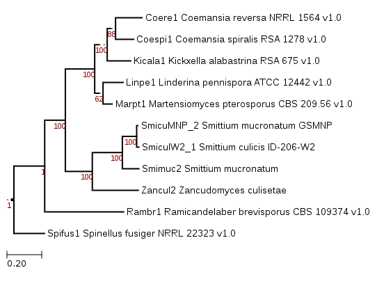 Maximum Likelihood phylogeny showing phylogenetic position of Smittium mucronatum ALG-7-W6.