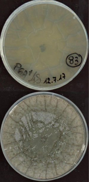 Sordaria humana MPI-SDFR-AT-0083 growing in the lab.