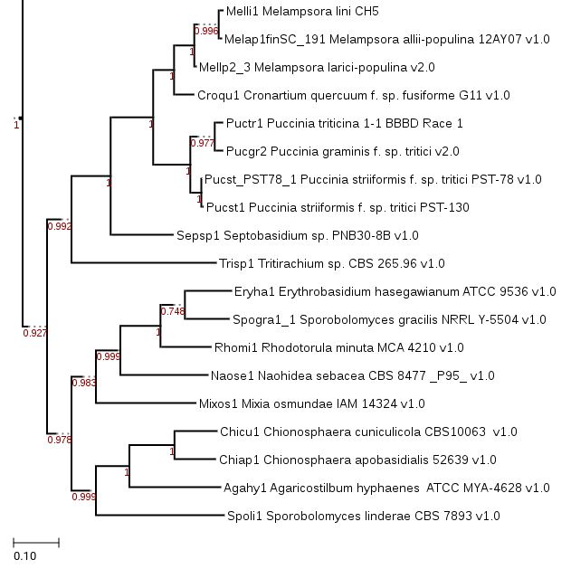 Maximum likelihood phylogeny (generated using FastTree) showing phylogenetic position of Sporobolomyces gracilis.