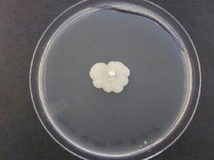Photo of Sporopachydermia lactativora Phaff 68-199 v1.0