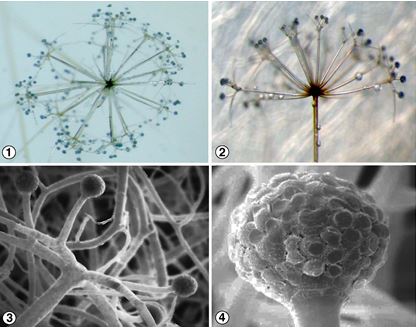 Figures 1 and 2) Sporangiophores of S. umbellata which arise directly from the substrate, forming an umbel and then each branch forms a secondary umbel.
Figures 3 and 4) The secondary umbels branch dichotomously, one branch terminating in a sporangium and other in a sterile spine. Images by Gerald Benny and Kerry O'Donnell.