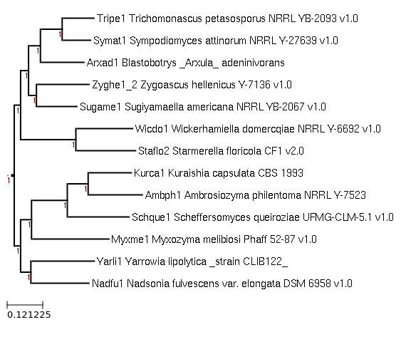 A phylogenetic tree showing the relative position of Starmerella floricola with other genomes available in MycoCosm.