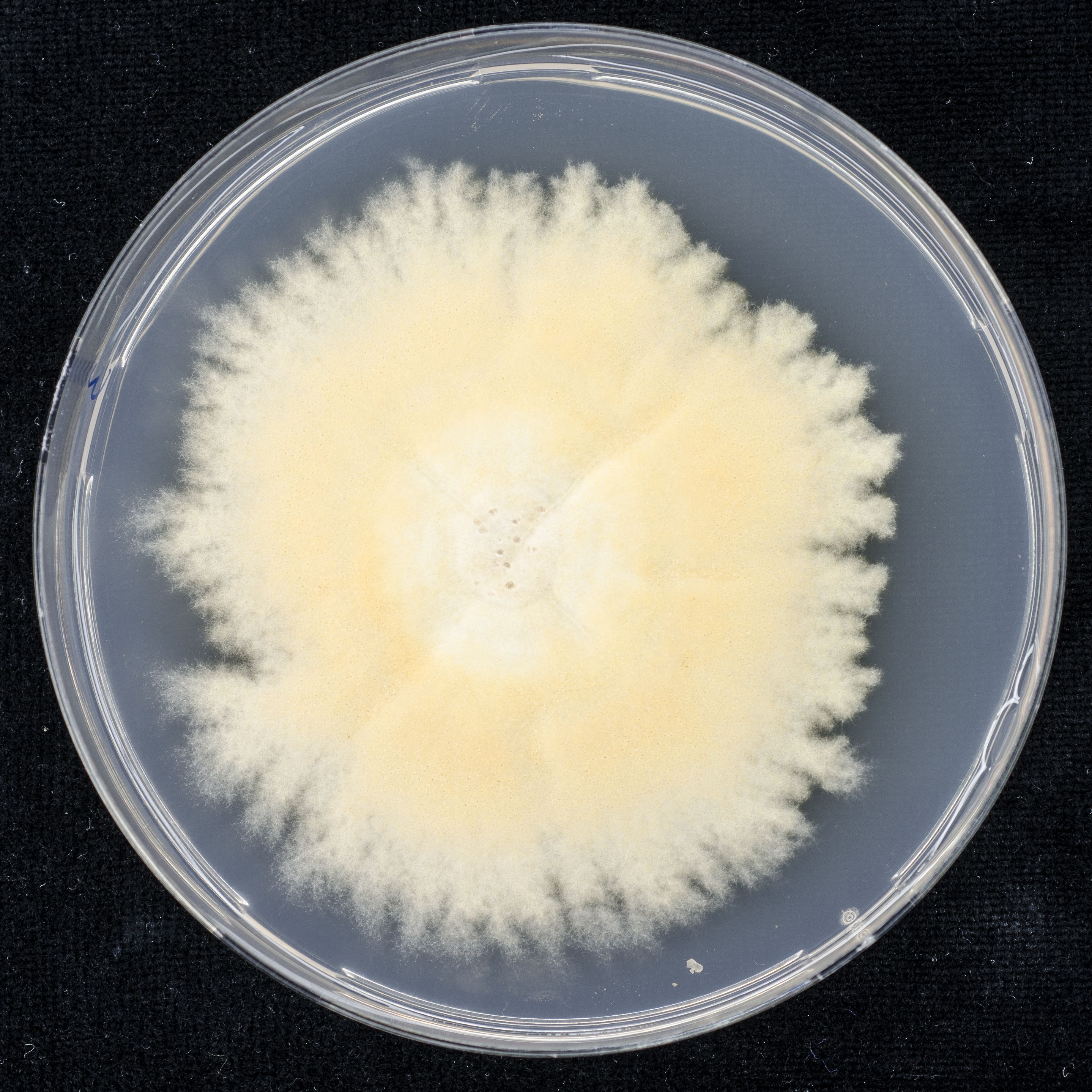 Photo of Staphylotrichum longicolle CBS 103.79 v1.0