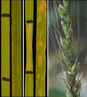 Wheat plants infected by Stagonospora nodorum