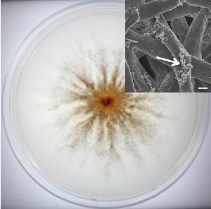 Image of Stagonospora sp. SRC1lsM3a growing in agar media and oxidizing Mn(II) compounds to produce brown-colored Mn(III/IV) oxide minerals. Inset is a scanning electron microscopy (SEM) image showing hyphae with extracellular Mn oxide minerals (arrow).