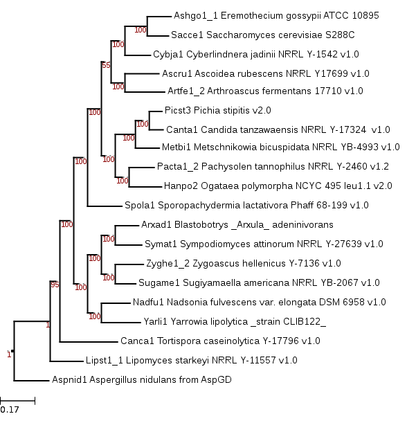 Maximum likelihood phylogenetic tree showing relationship of Sugiyamaella americana to fungal genomes in Mycocosm