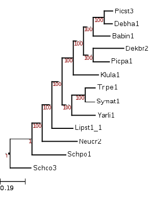 Image showing the phylogenetic position Sympodiomyces attinorum (Symat1) as a sister to Trichomonascus petasosporus (Tripe1) which is also in the Trichomonascaceae.