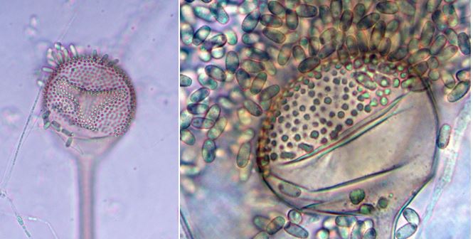 Left: Closeup of Syncephalis fuscata sporangium with a few attached
merosporangia (100X). Right: Closeup of Syncephalis fuscata
sporangium with spores that are dispersed in a drop of liquid at
maturity (100X). Images by Dr. Gerald Benny