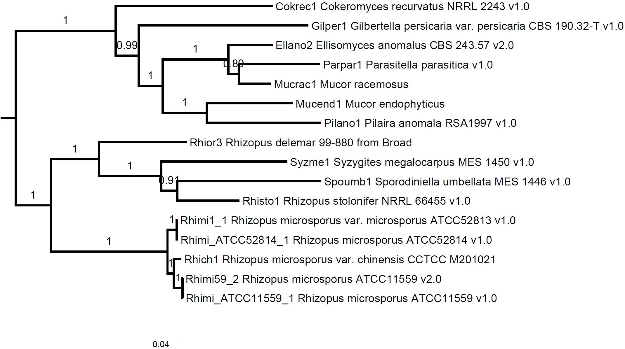 Maximum likelihood phylogeny, generated using FastTree, showing phylogenetic relationship between Syzygites megalocarpus MES 1450 and related species.