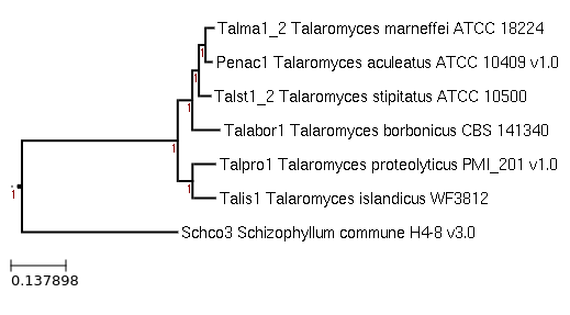 Photo of Talaromyces islandicus WF3812