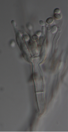 Talaromyces proteolyticus PMI_201 (1113381)