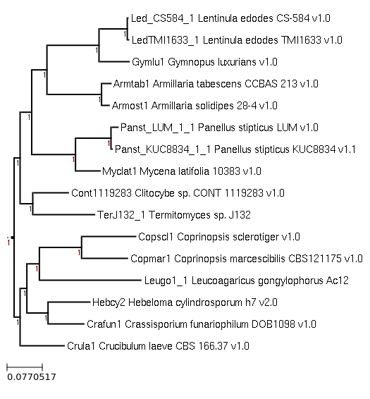 The species tree of Termitomyces sp. J132 and related species