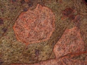 Teratosphaeria nubilosa - Leaf spots with ascomata