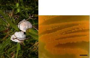 Testiculatria cyperi smut balls on Rhynchospora sp. (left) and its culture on PDA (right)