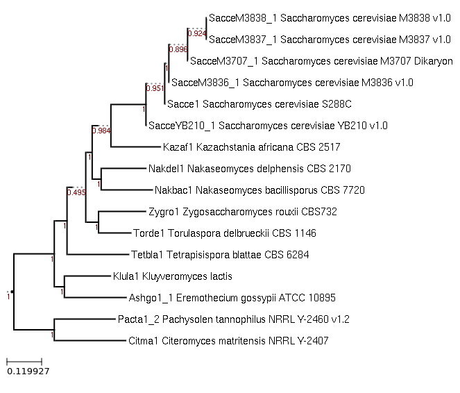 The species tree of Tetrapisispora blattae CBS 6284 and related species