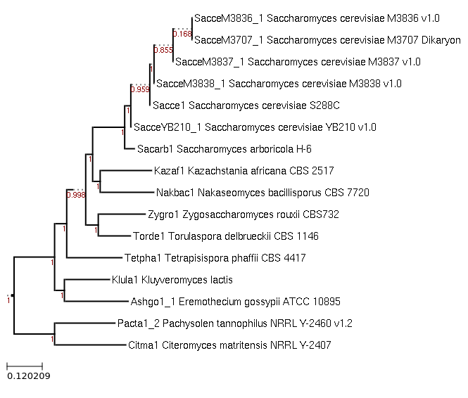 The species tree of Tetrapisispora phaffii CBS 4417 and related species