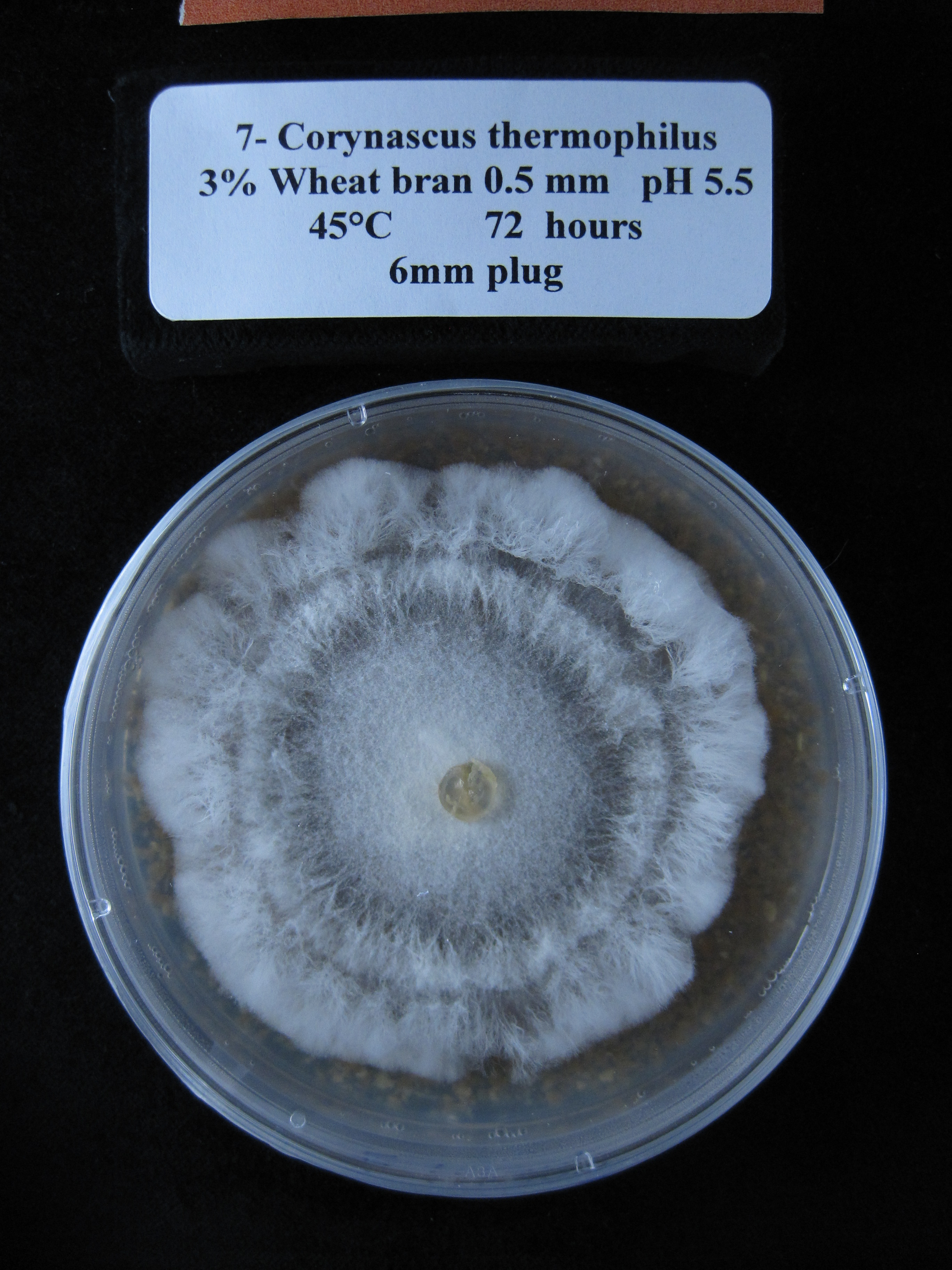 Photo of Thermothelomyces fergusii CBS 405.69
