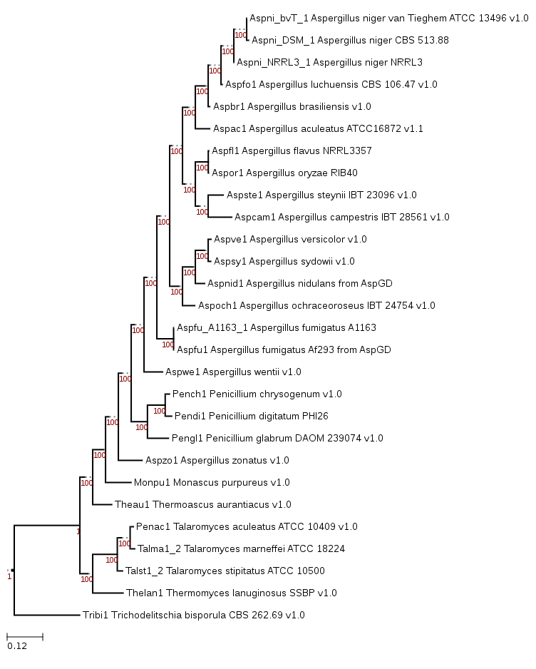 Maximum-likelihood phylogeny showing phylogenetic position of Thermomyces lanuginosus SSBP.
