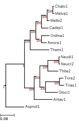 Phylogenetic tree showing that Thelebolus microsporus (Themi1) is an early diverging lineage within the Leotiomycetes.