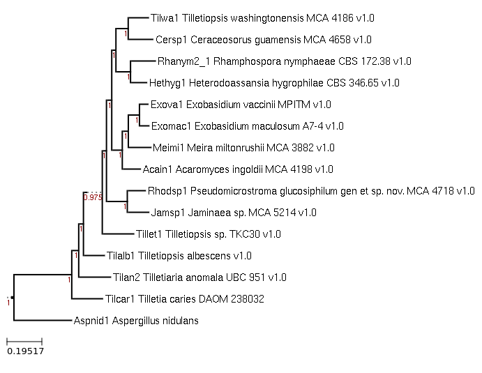 The species tree of Tilletia caries DAOM 238032 and related species