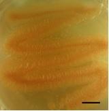 Tilletiopsis washingtonensis culture on potato dextrose agar. Photo courtesy of Dr. Catherine Aime