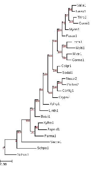 Maximum likelihood tree from ~200 conserved protein sequences, showing phylogenetic position of Torpedospora (Torra1) within Ascomycota.