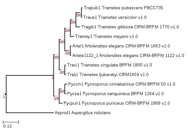 Phylogenetic tree showing the position of Trametes meyenii CIRM-BRFM 1810 (Tramey1)