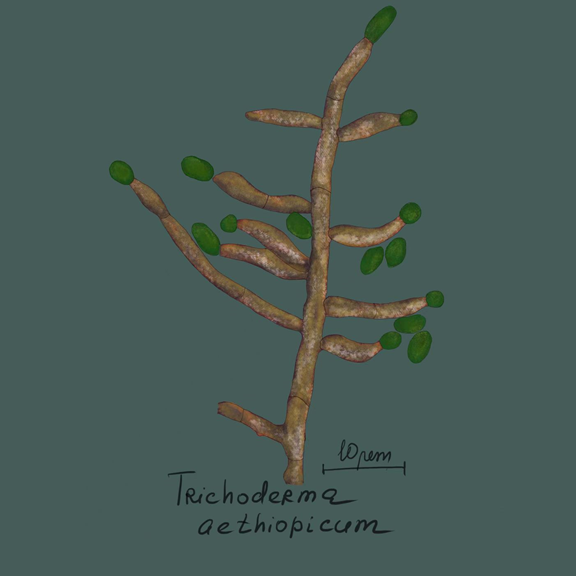 Trichoderma aethiopicum