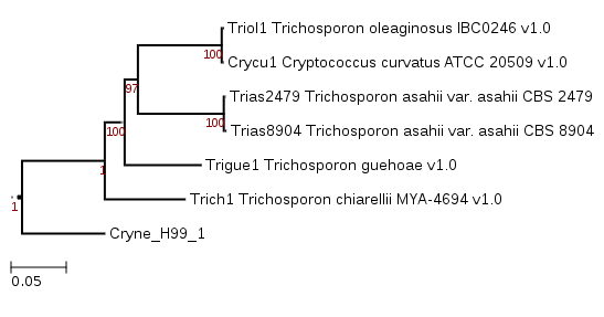 Phylogenetic tree showing position of Trichosporon asahii