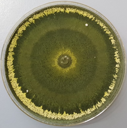 T. atroviride  strain F7 grown on PDA (25° C,  5 days).<br />Photo courtesy of: G. Manganiello, University of Naples Federico II, Italy.
