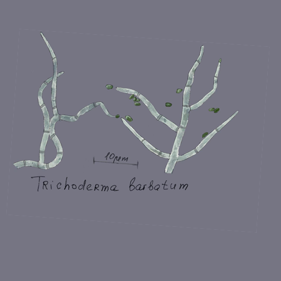 Trichoderma barbatum
